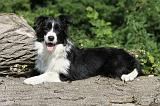 BORDER COLLIE 584